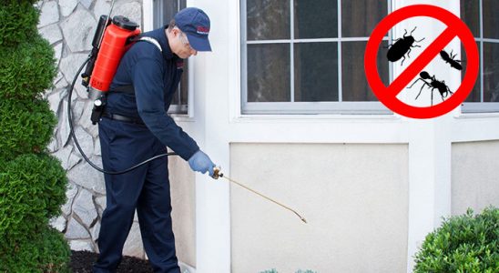 Özbek Fare İlaçlama böcek ilaçlama ve haşere kontrolü — ilaclama-tr.com
